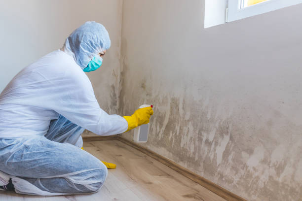 Professional mold removal team in Neptune
